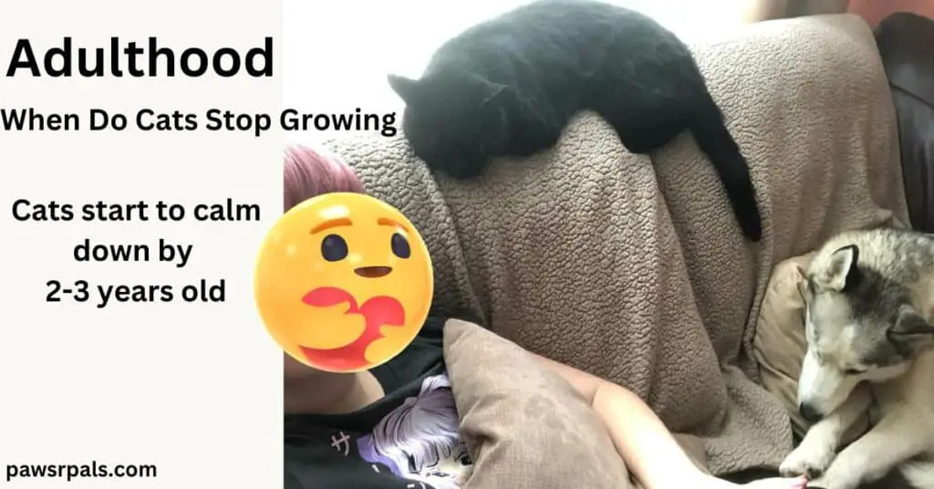 Adulthood. When Do Cats Stop Growing. Cats calm down from 2-3 years old. Pickles the black cat lying across the back of the sofa on a brown blanket facing a girl sat on the sofa, next to Luna the grey and white Siberian Husky lying on the sofa facing the girl