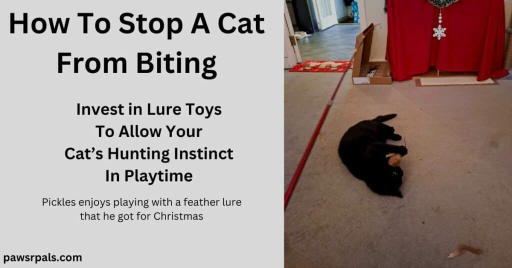 How To Stop A Cat From Biting. Invest in lure toys to allow your cat's hunting instinct in playtime. Pickles enjoys playing with a feather lure that he got for Christmas. Pickles the black cat lying on his side, head towards the camera, feather grasped in front paws, red lure pole to the left, on a cream carpet with open box and red table clothe and white snowflake in the background.