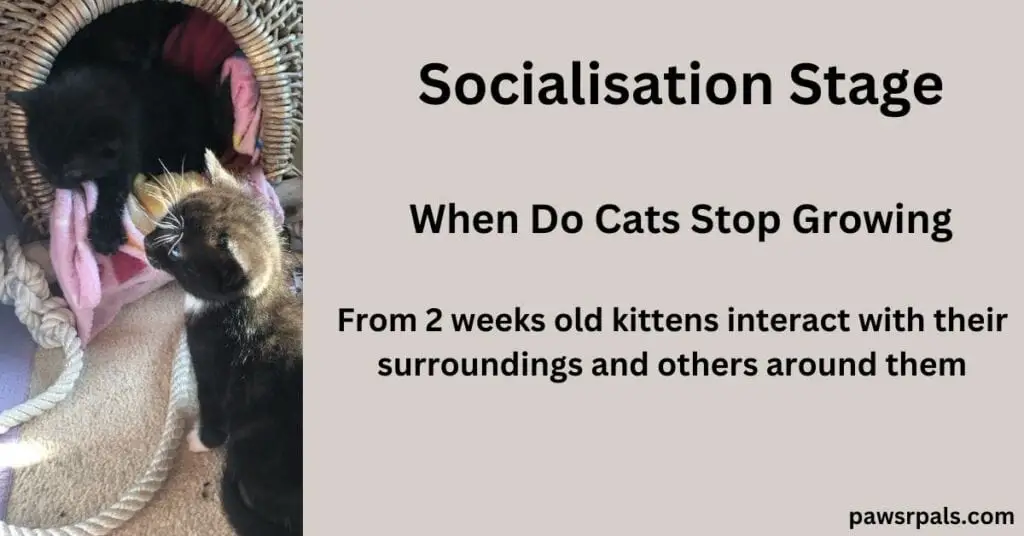 Socialisation stage. When Do Cats Stop Growing. From 2 weeks old kittens start to interact with their surroundings and others. Black kitten coming out of a round whicker basket with pink blanket on the base. Black and white kitten sat outside the basket on a cream rug