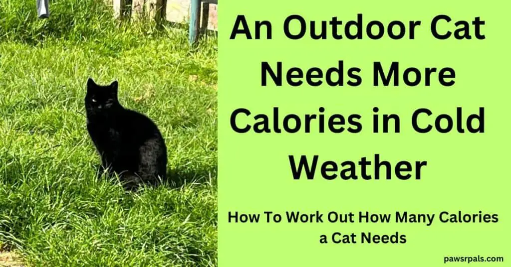 An Outdoor Cat Needs More Calories in Cold Weather. Pickles the black cat sat facing the camera on green grass