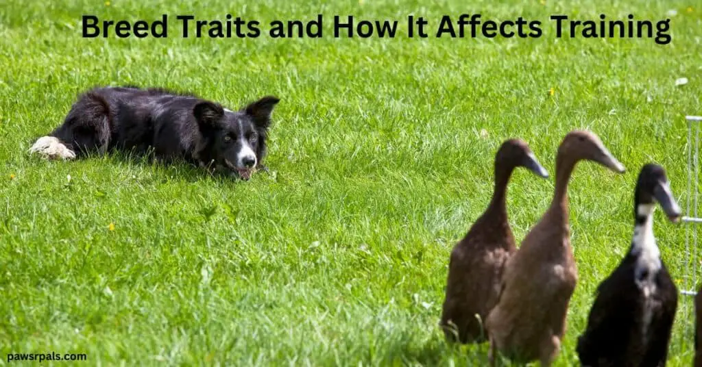 Breed Traits and How It Affects Training. Boder Collie lying in the green grass facing brown ducks