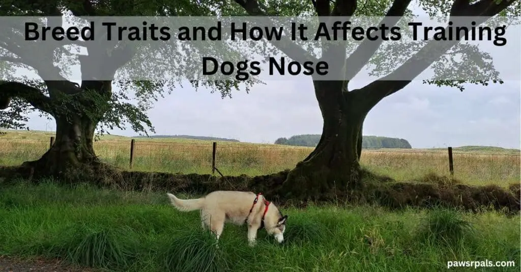 Breed Traits and How It Affects Training. Dogs Nose. Luna the grey and white siberian husky, wearing a red and black harness, facing right side on, head bent down smelling in long grass with trees and fields in the background.