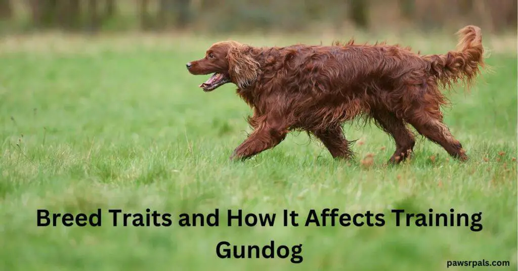 Breed Traits and How It Affects Training. Gundog. Brown Irish Setter dog side on facing left walking on grass.