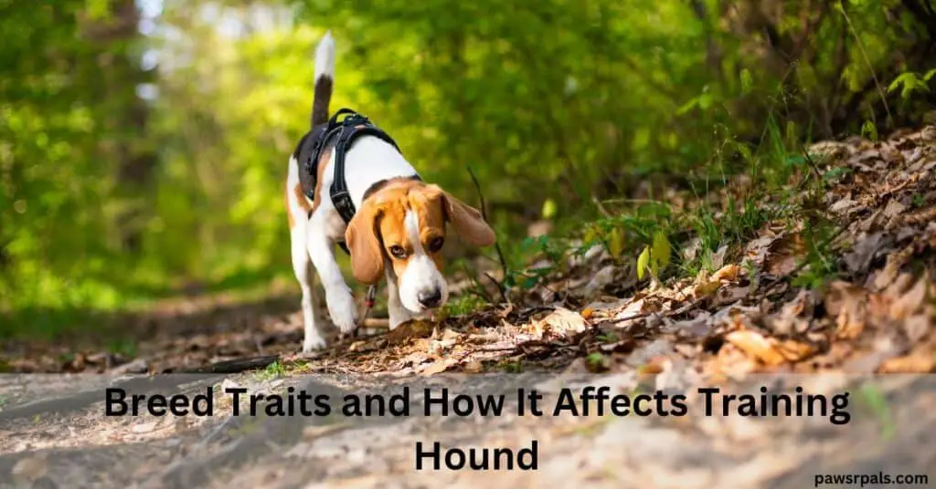 Breed Traits and How It Affects Training. Hound. Brown and white Beagle wearing a black harness, sniffing leaves with trees in the background