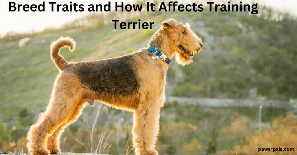 Breed Traits and How It Affects Training. Terrier. Tan and black Airdale Terrier with blue collar facing right, green hills in the background