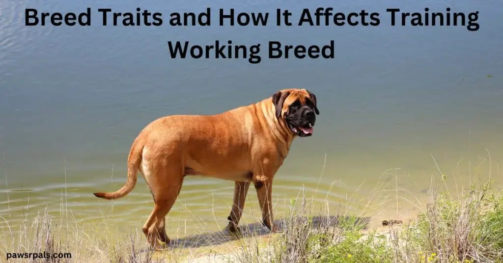 Breed Traits and How It Affects Training. Working Breed. Brown Mastiff with black snout, side on facing the camera, standing in shallow water, with some grass at the edge of the water