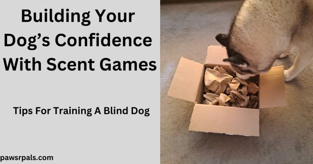 Building Your Dog's Confidence With Scent Games. Tips for Training a Blind Dog. Luna the blind grey and white siberian husky, sniffing through brown paper in a box cardboard box, on a grey carpet