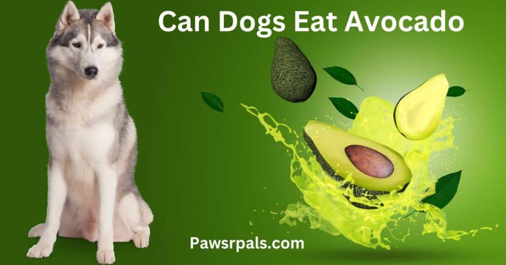 Can dogs eat Avocado. Image of a dog sitting next to an Avocado