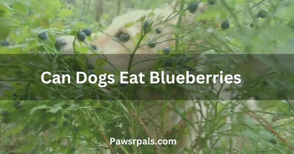 Can Dogs Eat Blueberries. Picture of a dog in a blueberry bush.