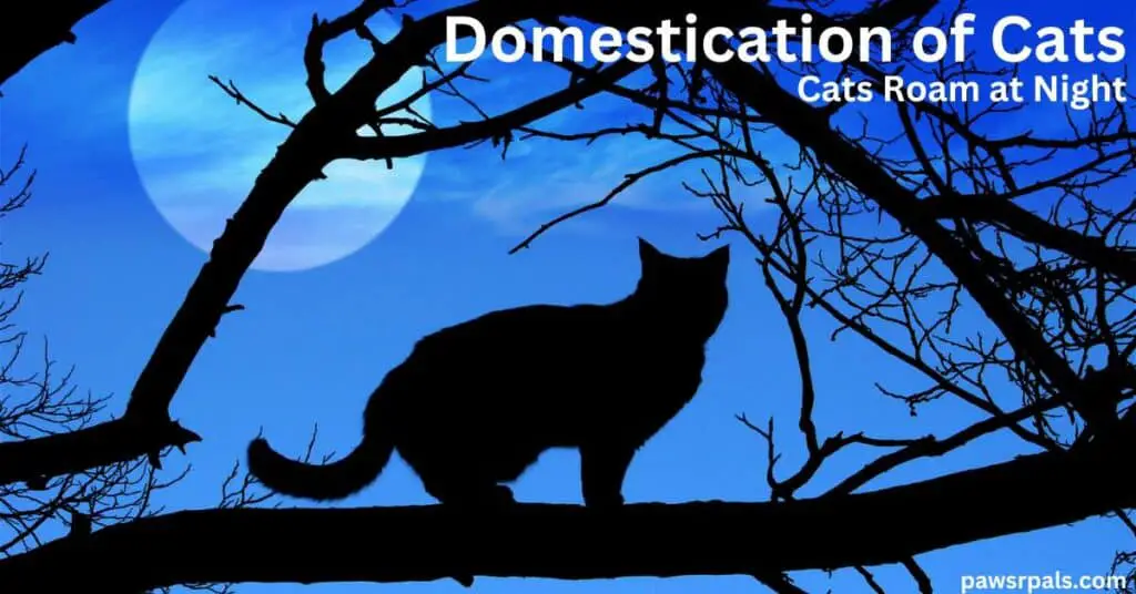 Domestication of Cats. Cats Roam at Night. Cat silloette on a branch at night time, with a full moon