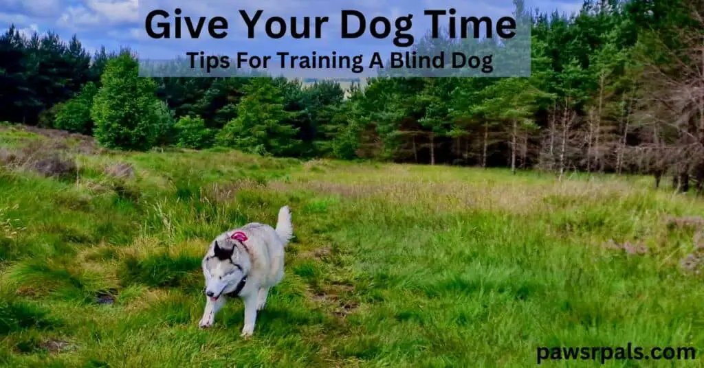 Give Your Dog Time. Tips for Training A Blind Dog. Luna the blind grey and white siberian husky, wearing a red and black harness, running up a grassy slope with green pine trees in the background