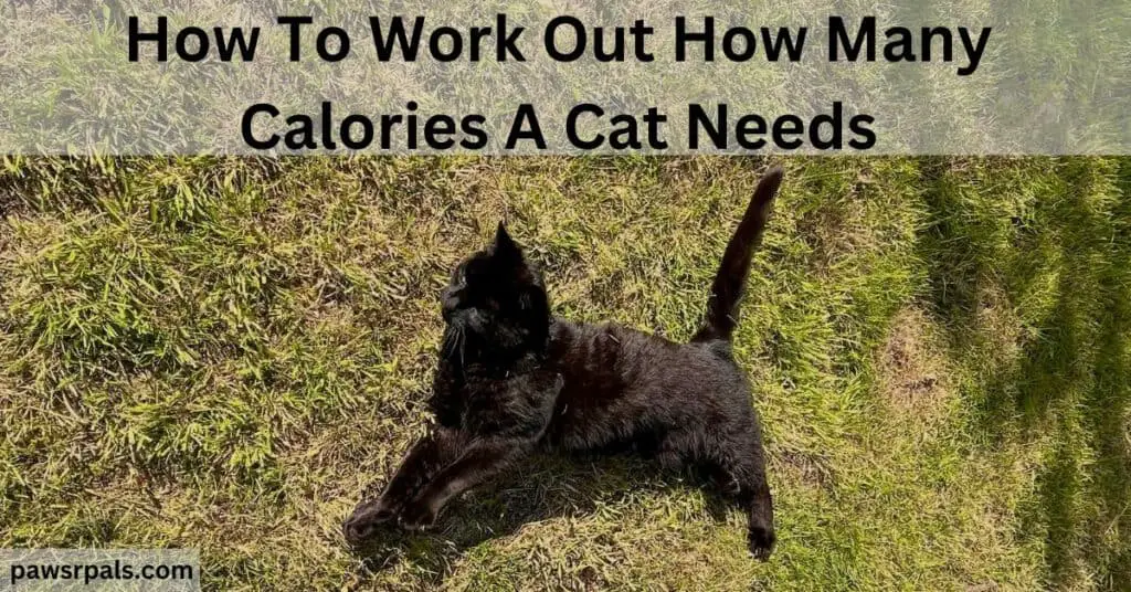 How To Work Out How Many Calories A Cat Needs. Pickles the black cat lying on his side, tail upright, facing left, on grass.