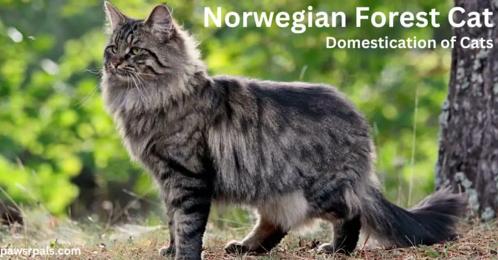 Norwegian Forest Cat. Domestication of Cats. Grey and black stripped fluffy Norwegian Forsest Cat standing on leafy path with trees and greenary around