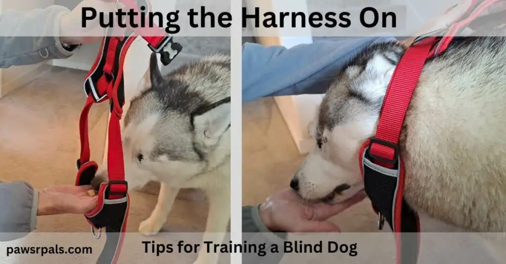 Putting the Harness On. Tips for training a blind dog. Left picture, Luna the grey and white blind husky putting her nose through the red and black harness being held open, to sniff the treat. Right photo, Luna the grey and white blind husky taking the treat from the hand holding the treat, with her head through the open red and black harness