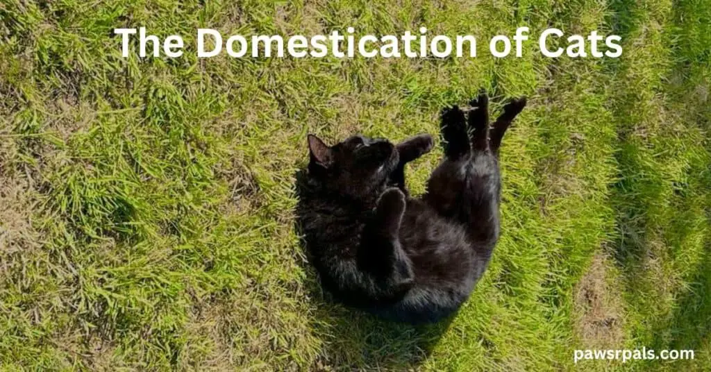 The Domestication of Cats. Pickles, the black cat lying on his back on grass, with paws up