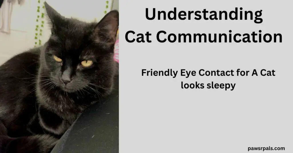 Understanding Cat Communication. Friendly Eye Contact looks sleepy. Pickles black cat sitting facing the camera curled up against a leg in black leggings, with sleepy yellow eyes