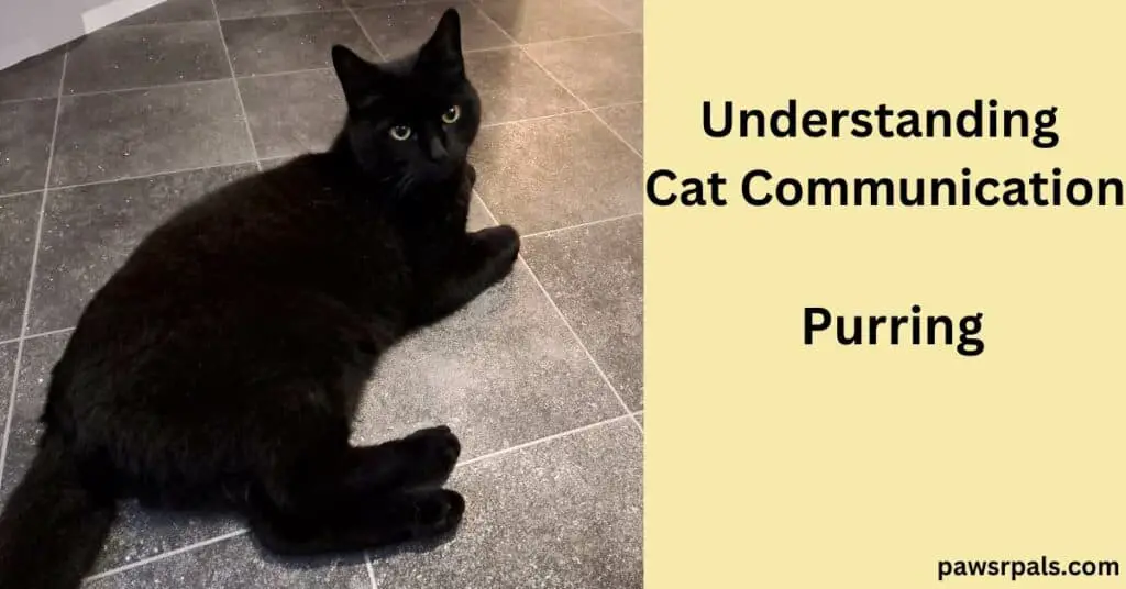 Understanding Cat Communication. Purring. Pickles the black cat lying on grey tiled floor