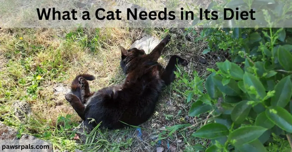 What a cat needs in its diet. Pickles the black cat lying on his back, front paws extended, grass and green leaves around.