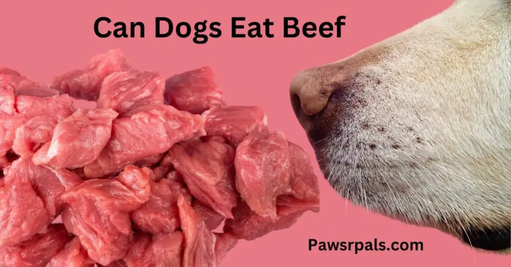 Can Dogs Eat Beef. Image of a dog nose sniffing a pile of beef.