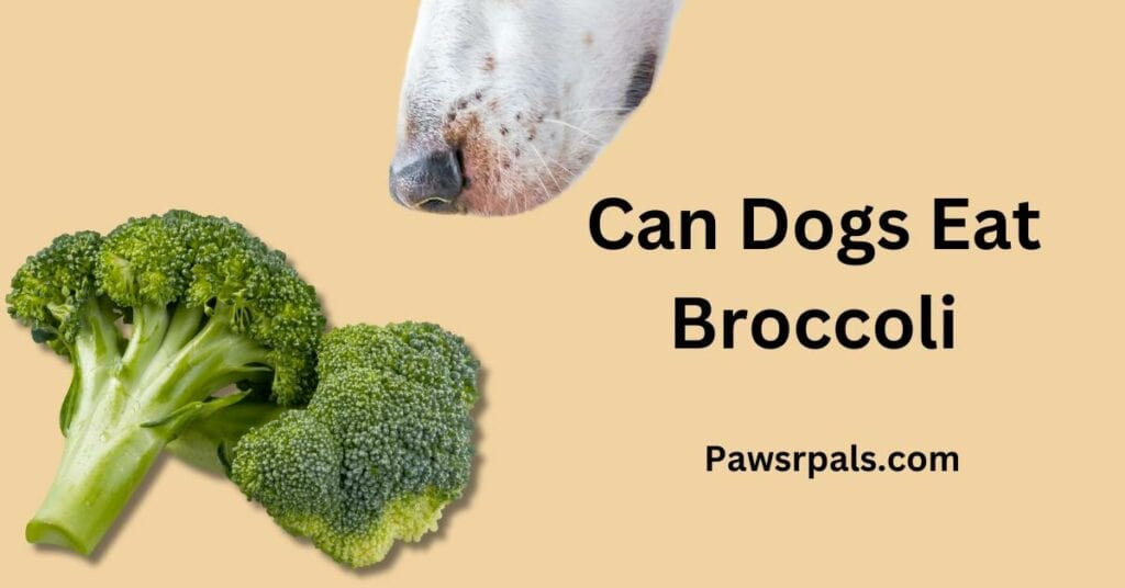 Can Dogs Eat Broccoli. Picture of a dog sniffing a bunch of broccoli.