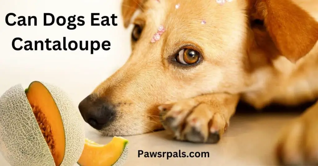 Can Dogs Eat Cantaloupe. Picture of a dog laying, looking at a cantaloupe.