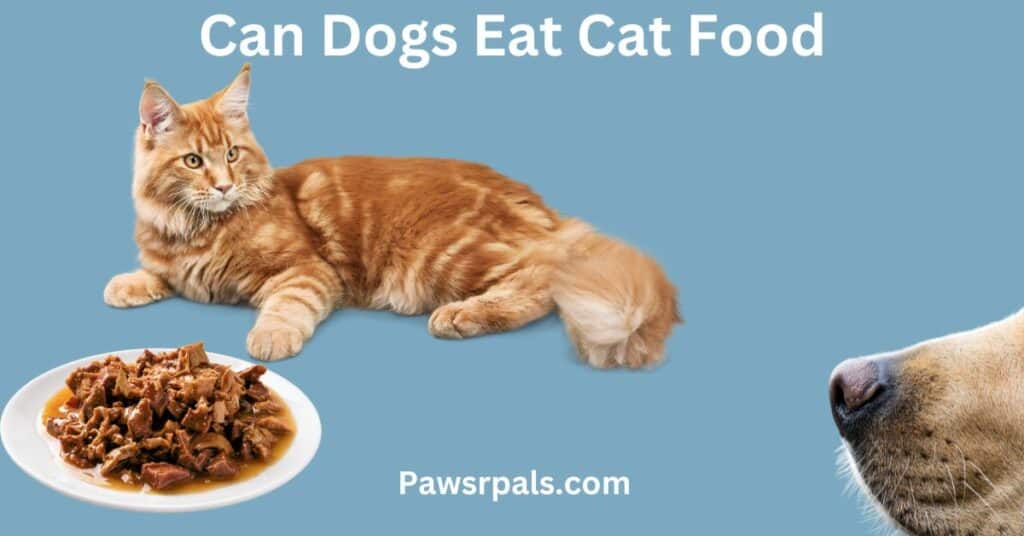 Can Dogs Eat Cat Food. Picture of a cat laying next to a plate of cat food with a dogs sniffing.