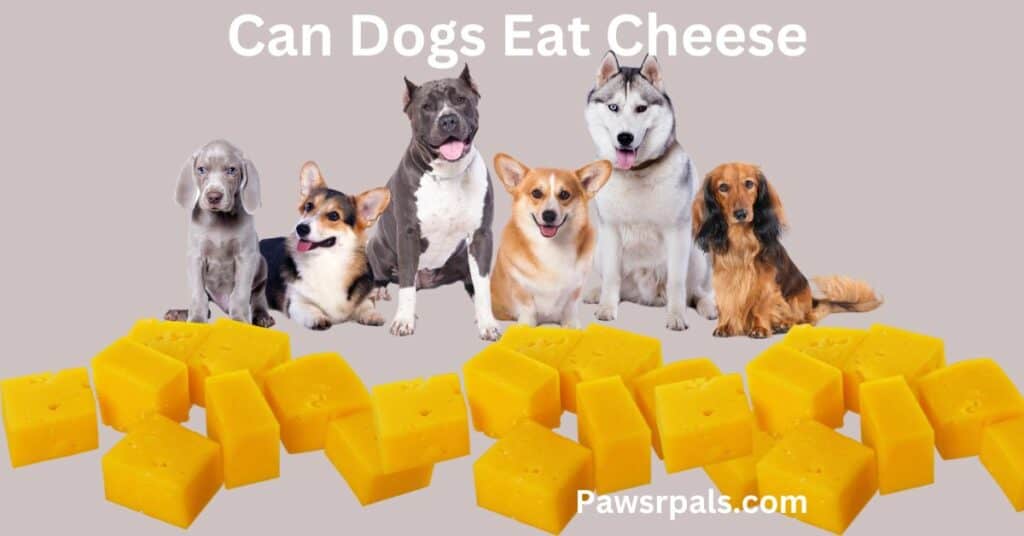 Can Dogs Eat Cheese. Picture of 6 dogs sitting in front of a pile cheese.