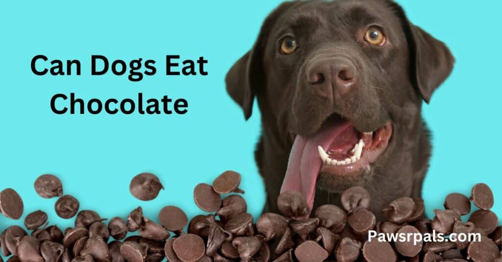 Can Dogs Eat Chocolate. Picture of a dog sitting behind a pile of chocolate drops.