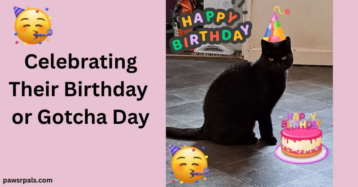 Celebrating Their Birthday or Gotcha Day. Image on the right of Pickles the black cat sitting side on head turned towards the camera, on dark grey tiles