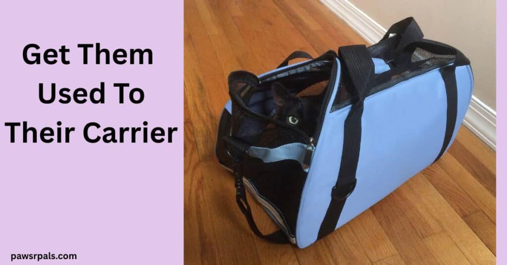 Get Them Used To Their Carrier. Light blue pet carrier with black straps, Pickles the black cat peering out the partially open end, sitting on a wooden floor, white wall in the background