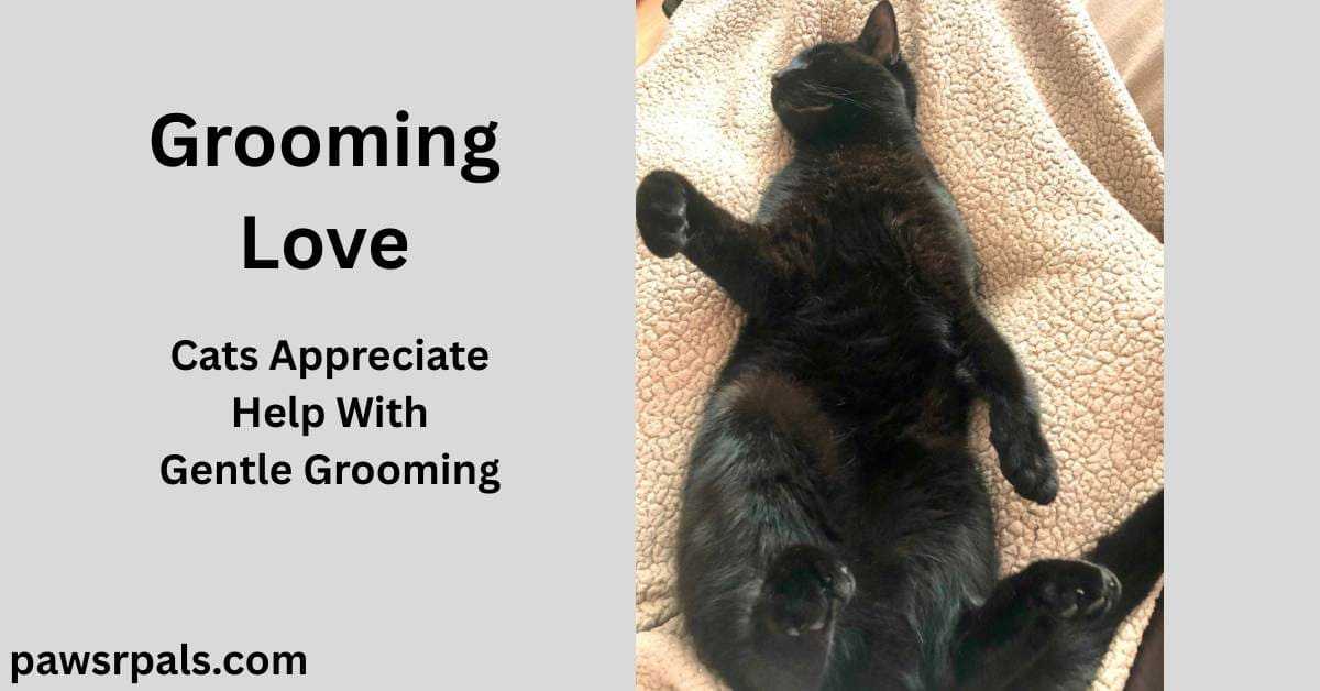 Grooming Love. Cats Appreciate Help With Gentle Grooming. Pickles the black cat lying on his back, head away from the camera, paws relaxed, on a brown fluffy blanket