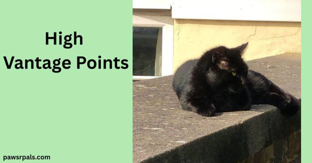 High Vantage Points. Pickles the black cat lying on a grey wall, head towards the camera looking to the right, with a yellow wall and partial white window in the background