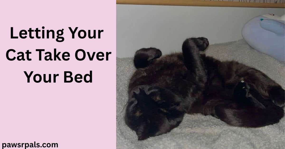 Letting Your Cat Take Over Your Bed. Image on right Pickles the black cat lying on his back front paws in the air on a grey fluffy blanket