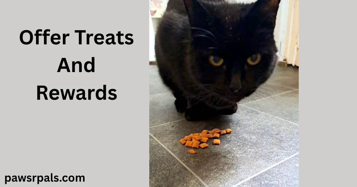 Offer Treats And Rewards. Pickles the black cat crouched facing the camera with some cat treats on the grey tiles in front of him