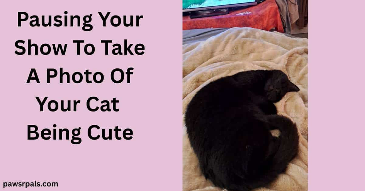 Pausing Your Show To Take A Photo Of Your Cat Being Cute. Pickles the black cat curled on a beige fluffy blanket with a TV image in the background