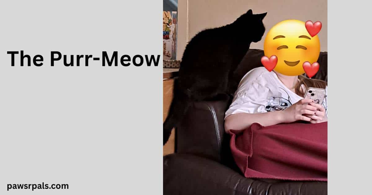 The Purr Meow. Pickles the black cat sitting on the arm of a brown leather sofa, facing a girl wearing a white tshirt with a red blanket over her legs