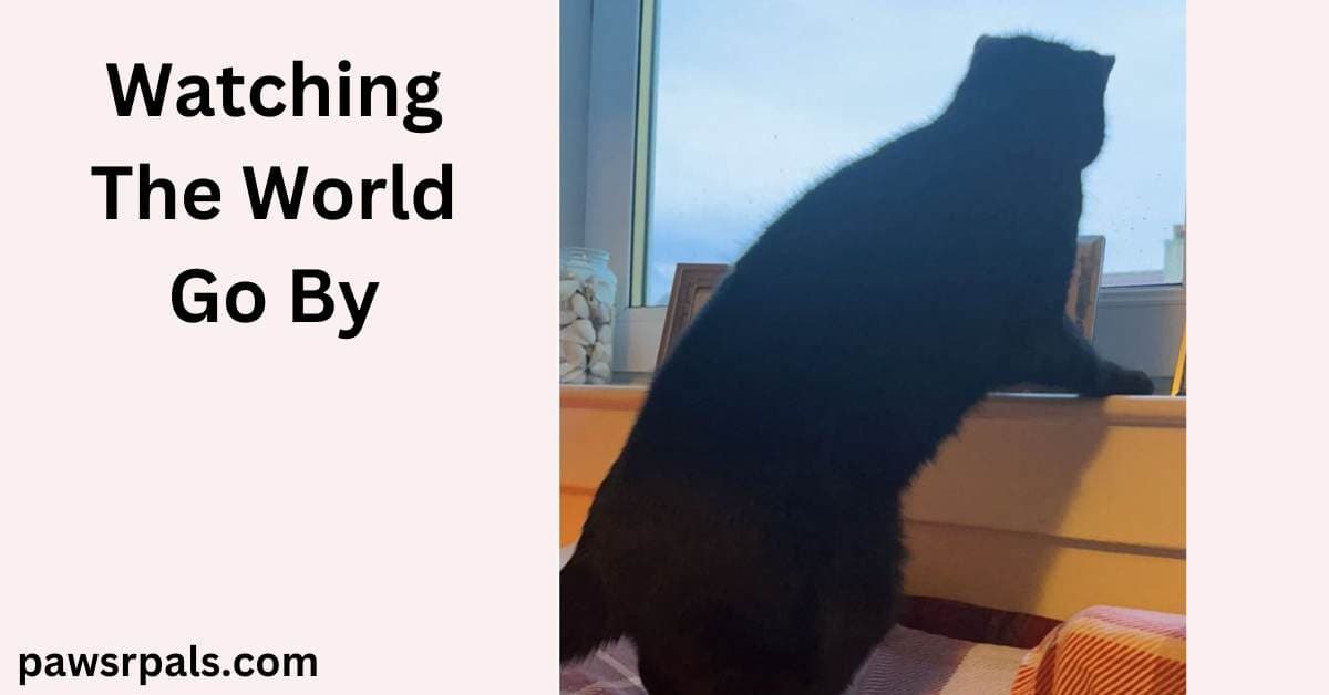 Watching The World Go By. Pickles the black cat, standing on back legs, front legs on the window sill, looking out the window, jar of shells to the left of the image, photo frames in front of Pickles.