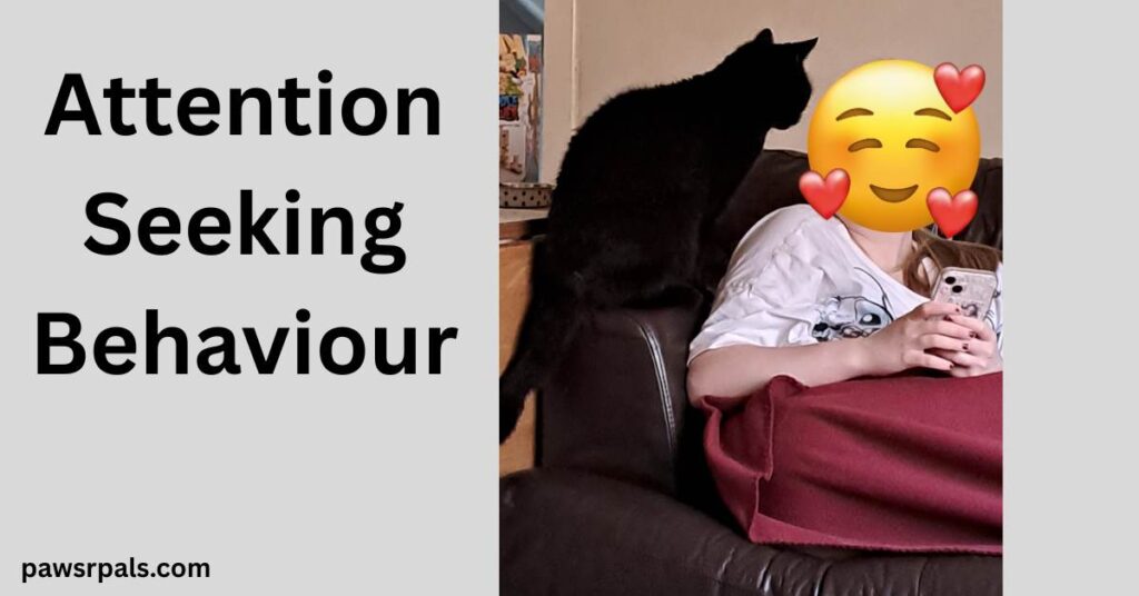 Attention Seeking Behaviour. Pickles the black cat sitting on the arm of a brown leather sofa, looking at a girl sat on the sofa with a red blanket around her legs and a white tshirt