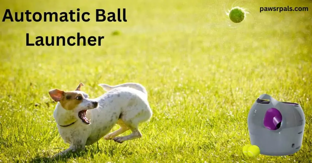 Automatic ball launcher. Small Jack Russel type dog, white with brown ears, mid run on grass, body heading left, head turned to the right looking at a yellow tennis ball mid-air, with purple round ball launcher in bottom right of image, 2 yellow tennis balls on the ground