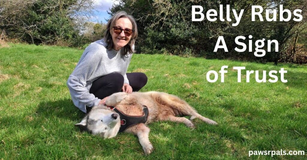 Belly Rubs A Sign of Trust. Luna the grey and white siberian husky lying on her side head towards the camera, front left leg held up and towards the woman with black leggings and grey top wearing sun glasses. Trees in the background
