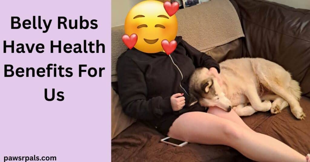 Belly Âubs Have Health Benefits for Us. Luna the grey and white siberian husky, lying on her side in the corner of brown leather sofa, head resting on the bare leg of a girl wearing a black zipped hoody, legs outstretched on the sofa, left arm around the back of Luna rubbing her neck/chest