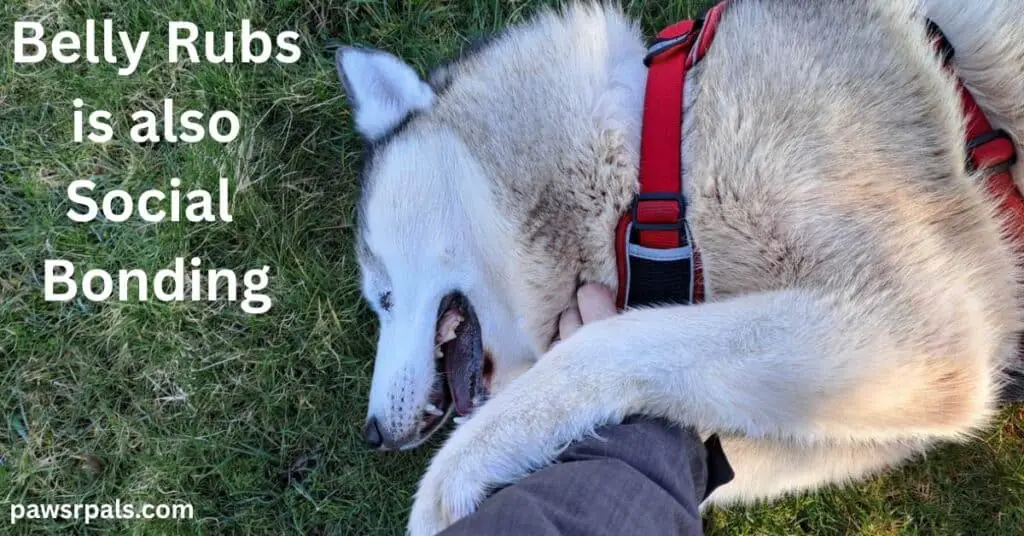 Belly Rubs is also Social Bonding. Luna the grey and white siberian husky, wearing a black and red harness, lying on grass, relaxed face open mouth, on her side, front paws holding an arm wearing a grey jacket, fingers rubbing the neck