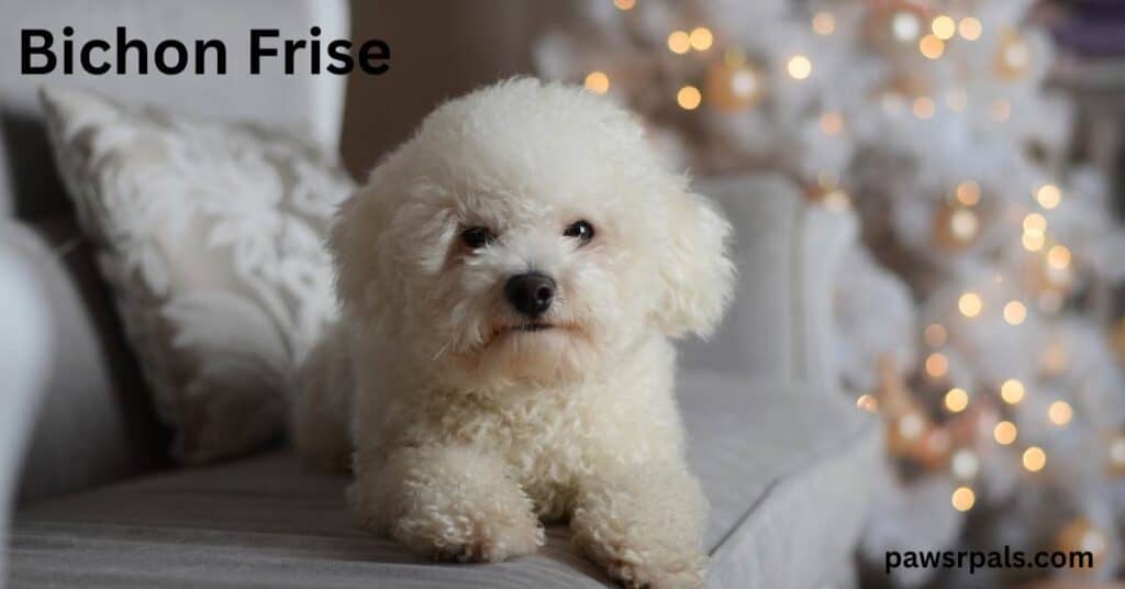 Bichon Frise. White Bichon Frise lying facing towards the camera on a grey sofa with white christmas tree gold baubles and lights in the background