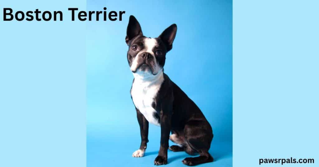 Boston Terrier. Black and white Boston Terrier sitting upright side on, head turned towards the camera