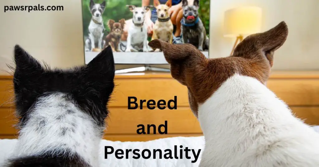 Breed and Personality. Black and white collie type breed and white and brown herder type dog both facing away from the camera, looking at a TV screen with dogs on it