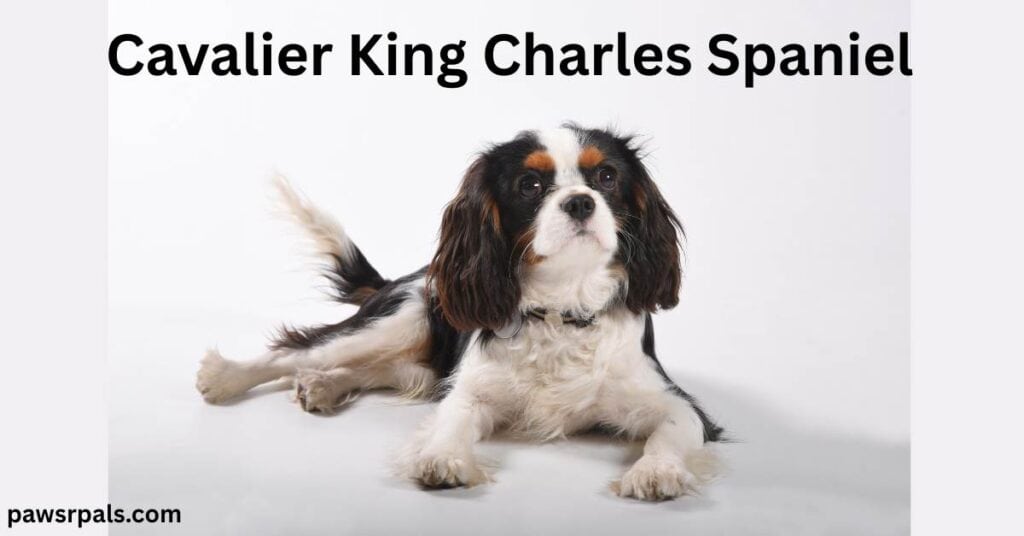 Cavalier King Charles Spaniel. White and brown Cavalier King Charles Spaniel lying facing forward, head raised