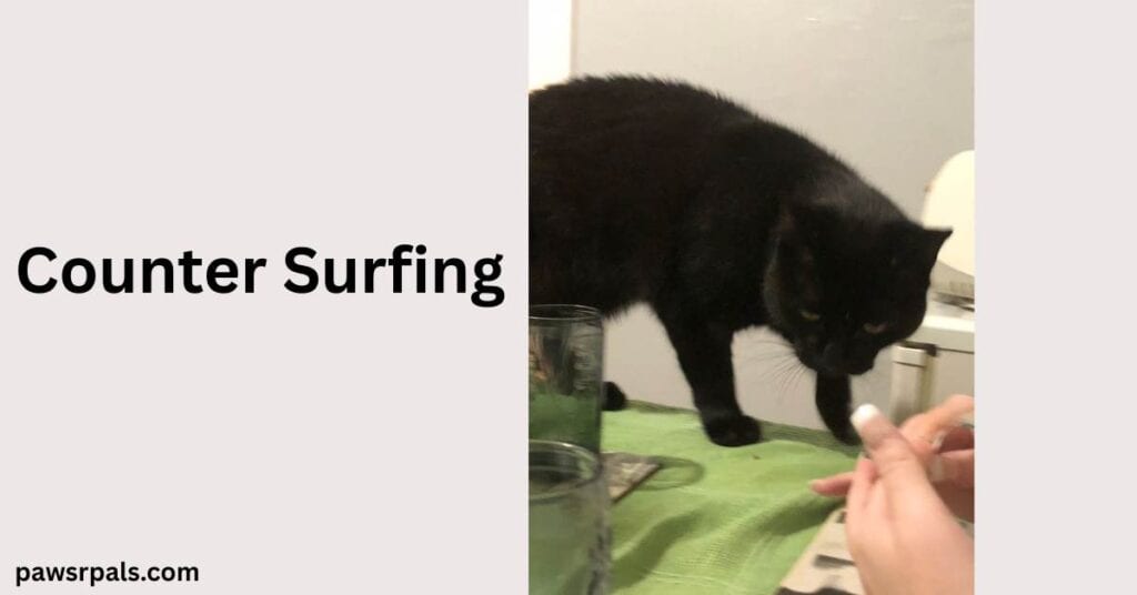 Counter Surfing. Pickles the black cat standing on a green table cloth walking towards the camera and the hand holding a piece of food