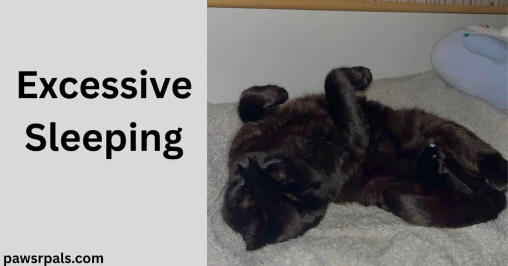 Excessive Sleeping. Image on right Pickles the black cat lying on his back front paws in the air on a grey fluffy blanket