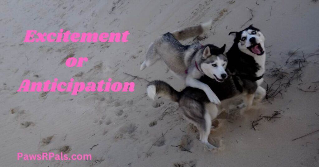 Excitment or Anticipation. Ralf the black and white husky body side on facing right, face looking towards the camera open mouth happy relaxed expression, Luna the grey and white husky jumping into Ralf from behind relaxed happy expression, with sand around them.