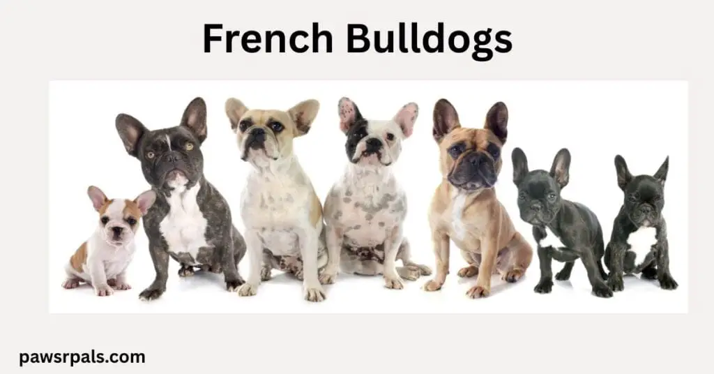 French Bulldogs. 7 french bulldogs various colours in a row all sitting facing the camera